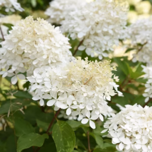 Hydrangea paniculata 'Phantom’ hortensja bukietowa 'Phantom’