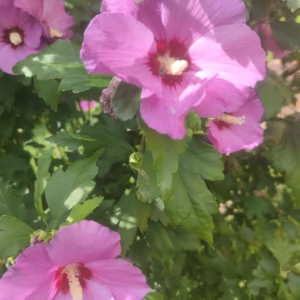 Hibiscus syriacus 'Pink Flirt' ketmia syryjska 'Pink Flirt'