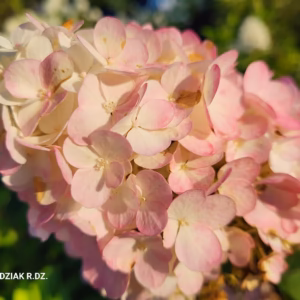 Hydrangea paniculata 'Polar Bear’ PBR hortensja bukietowa 'Polar Bear’