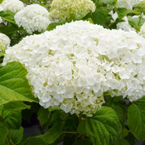 Hydrangea arborescens 'Strong Annabelle' PBR hortensja krzewiasta 'Strong Annabelle'