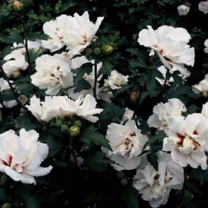 Hibiscus syriacus 'Speciosus' ketmia syryjska 'Speciosus'