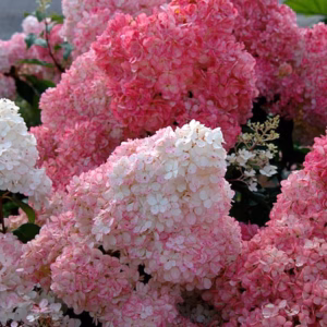 Hydrangea paniculata 'Sundae Fraise' PBR hortensja bukietowa 'Sundae Fraise'