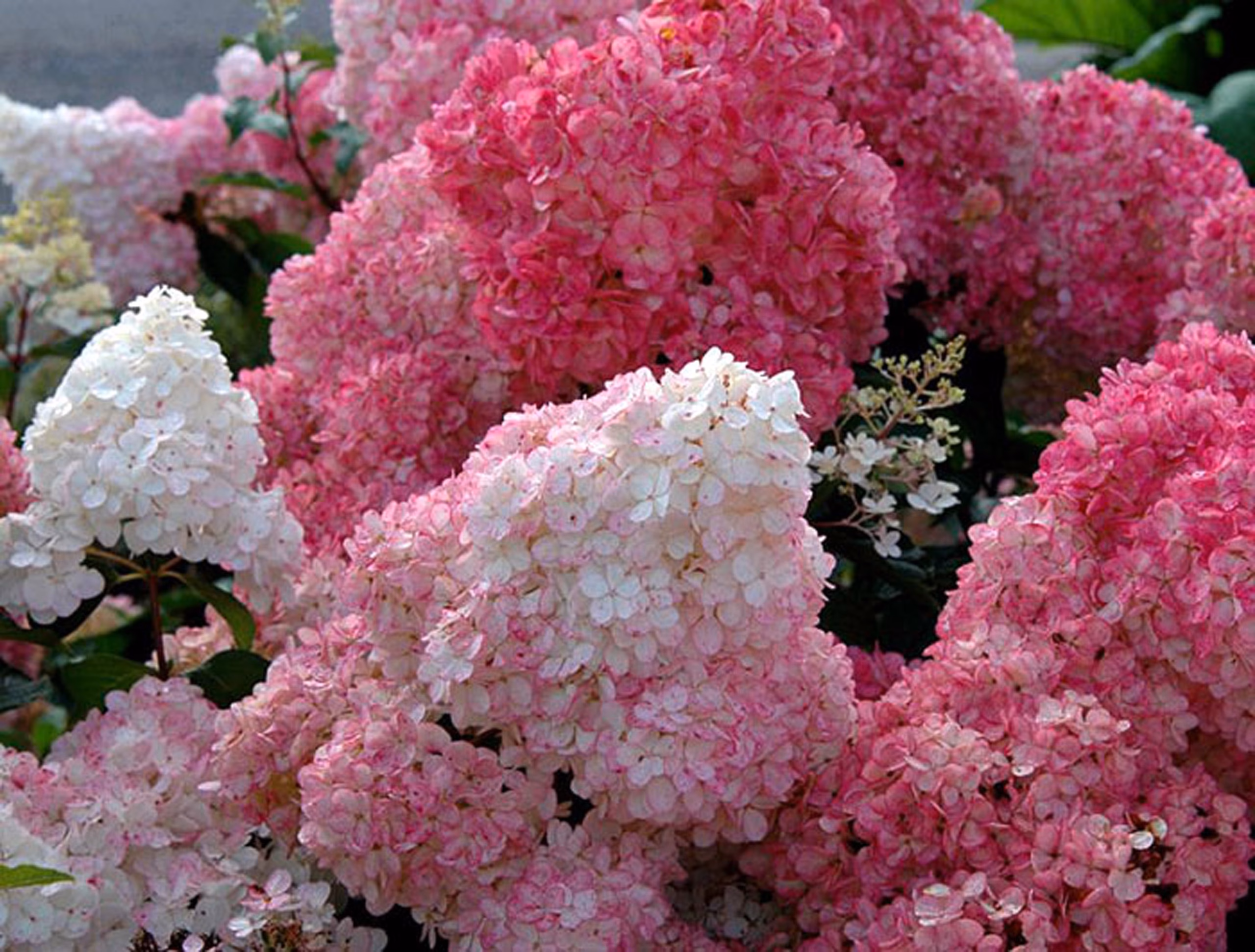 h._sundae fraise