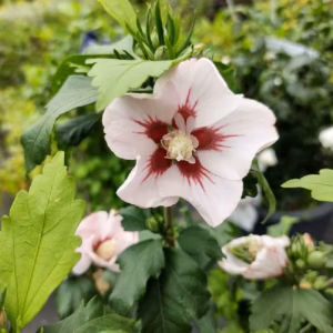 Hibiscus syriacus 'Woojen’ ketmia syryjska 'Woojen’