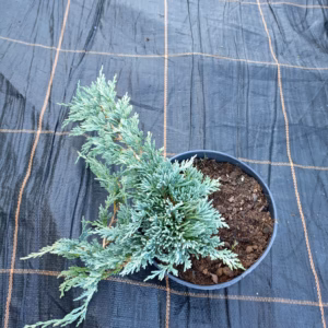 Juniperus horizontalis 'Icee Blue' PBR jałowiec płożący 'Icee Blue'