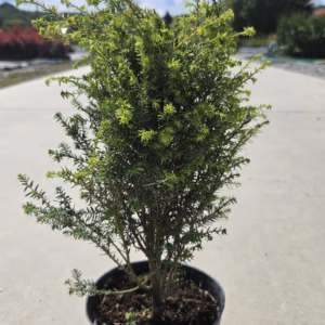 Tsuga canadensis 'Little Ninja' choina kanadyjska 'Little Ninja'