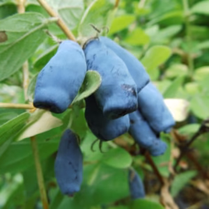 Lonicera caerulea 'Wojtek' jagoda kamczacka 'Wojtek'