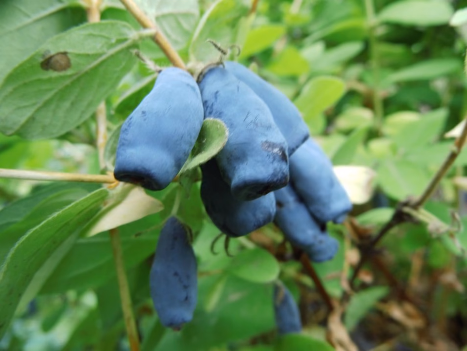 lonicera-kamtschatica-wojtek-
