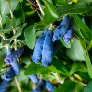 Lonicera caerulea 'Zojka' jagoda kamczacka 'Zojka'