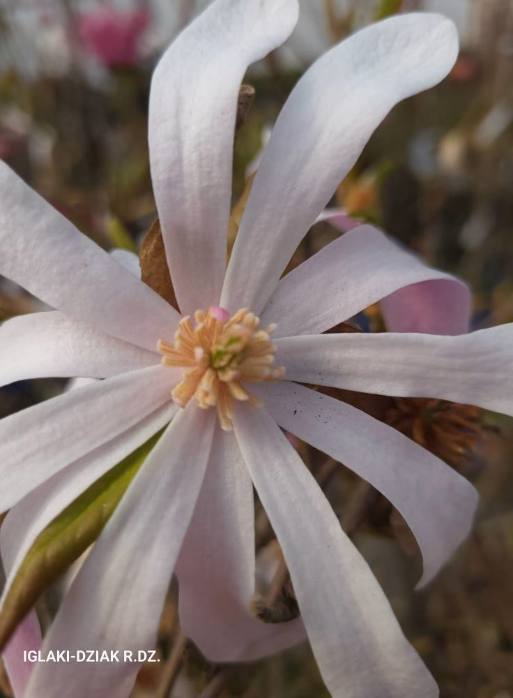 m._stellata rosea