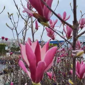 Magnolia 'Susan' magnolia 'Susan'
