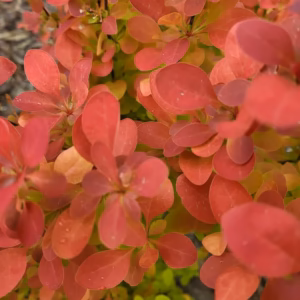 Berberis thunbergii 'Orange Rocket' PBR berberys Thunberga 'Orange Rocket'