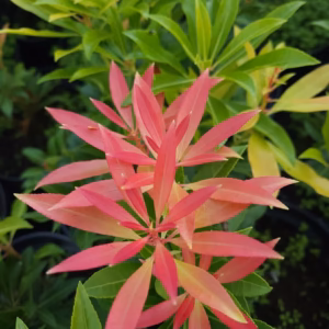 Pieris japonica 'Forest Flame' pieris japoński 'Forest Flame'