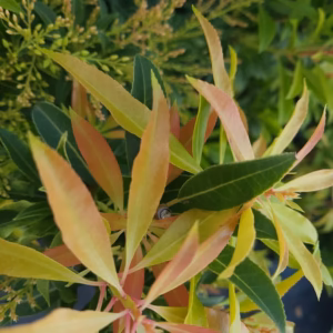 Pieris japonica 'Forest Flame’ pieris japoński 'Forest Flame’