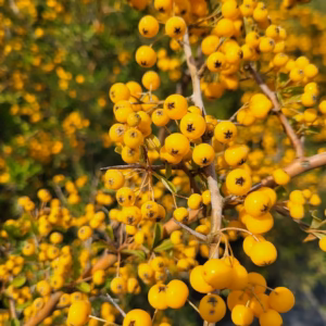 Pyracantha coccinea 'Soleil d'Or' ognik szkarłatny 'Soleil d'Or'