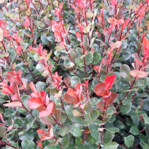 Photinia ×fraseri 'Little Red Robin' głogownik Frasera 'Little Red Robin'