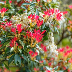 Pieris japonica 'Mountain Fire' pieris japoński 'Mountain Fire'