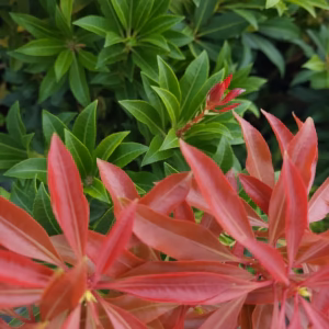 Pieris japonica 'Mountain Fire' pieris japoński 'Mountain Fire'