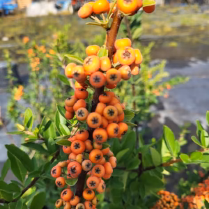 Pyracantha coccinea 'Orange Star' PBR Ognik szkarłatny 'Orange Star'