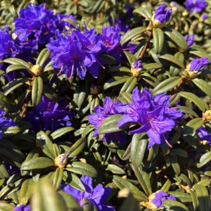Rhododendron 'Blue Tit' różanecznik 'Blue Tit'