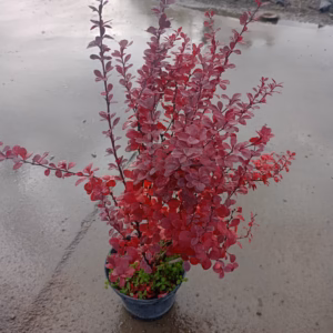 Berberis thunbergii 'Red Pillar’ berberys Thunberga 'Red Pillar’
