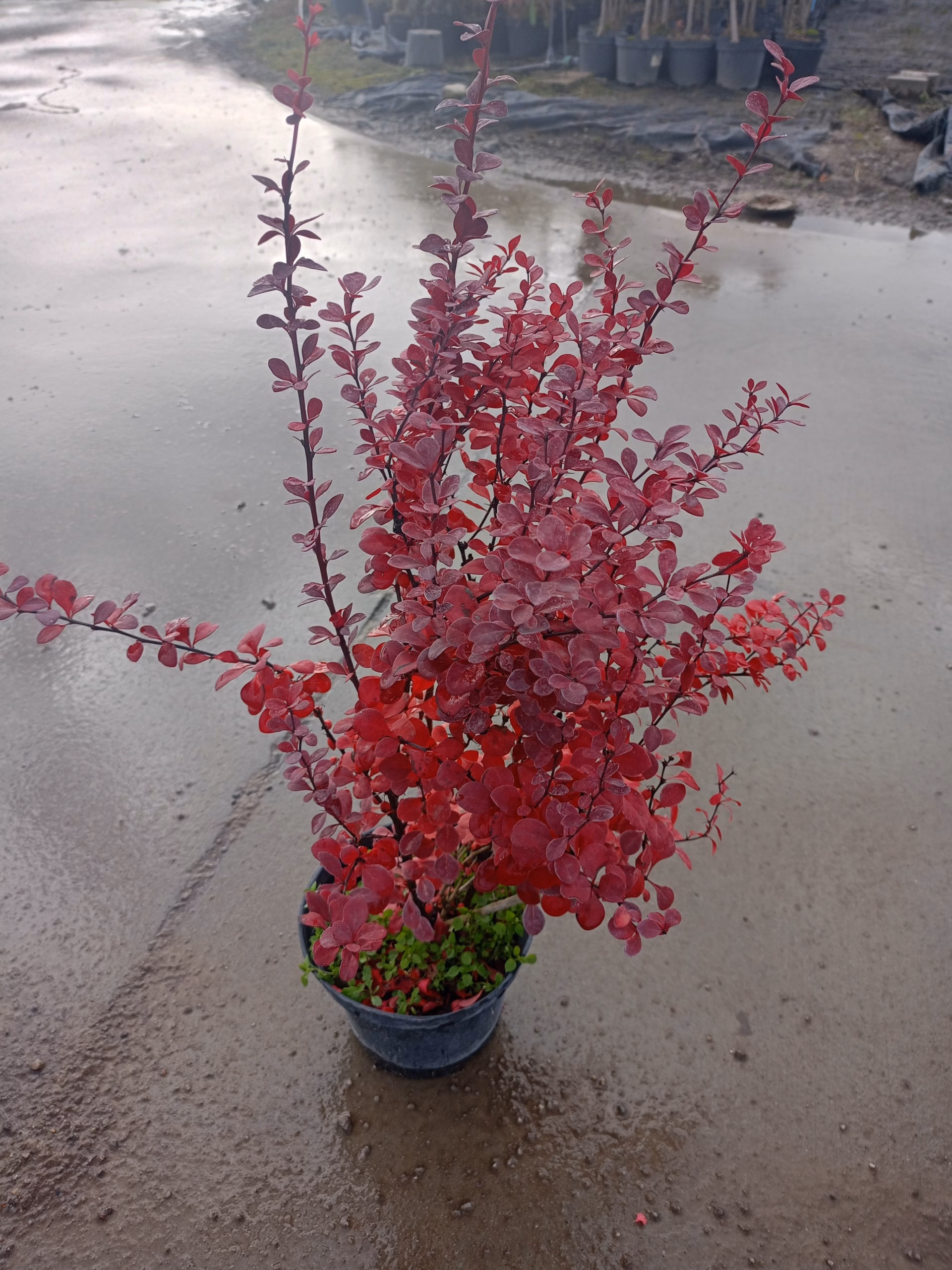 red pillar