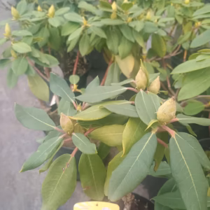 Rhododendron MIX C5 5l