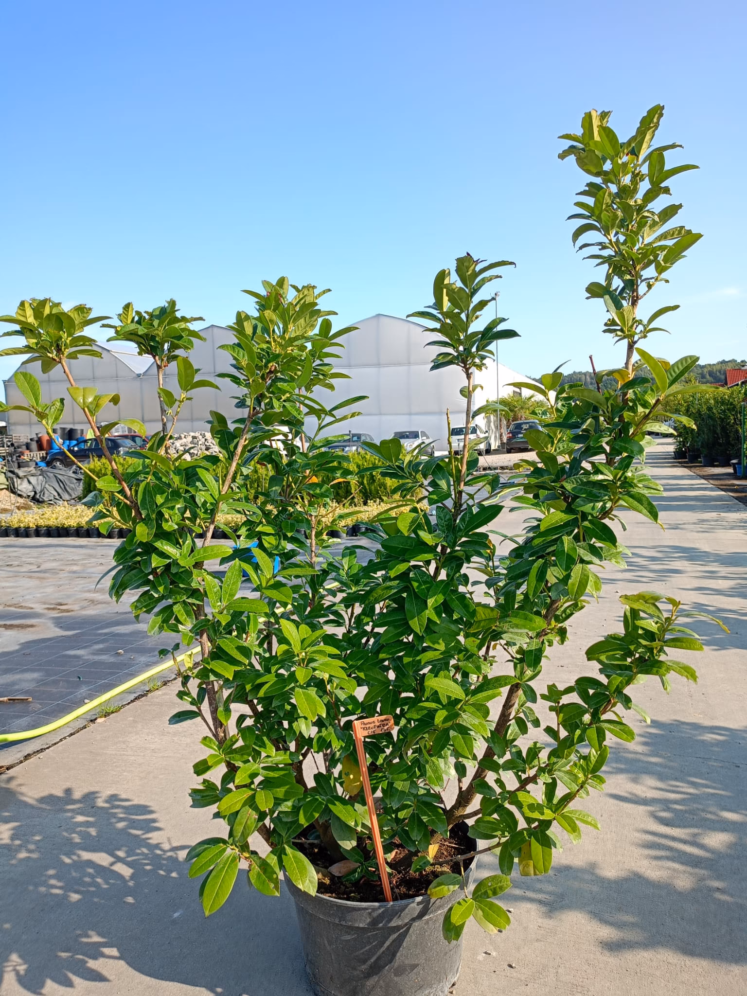 rotundifolia1