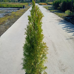 Thuja occidentalis 'Smaragd’ żywotnik zachodni 'Smaragd’