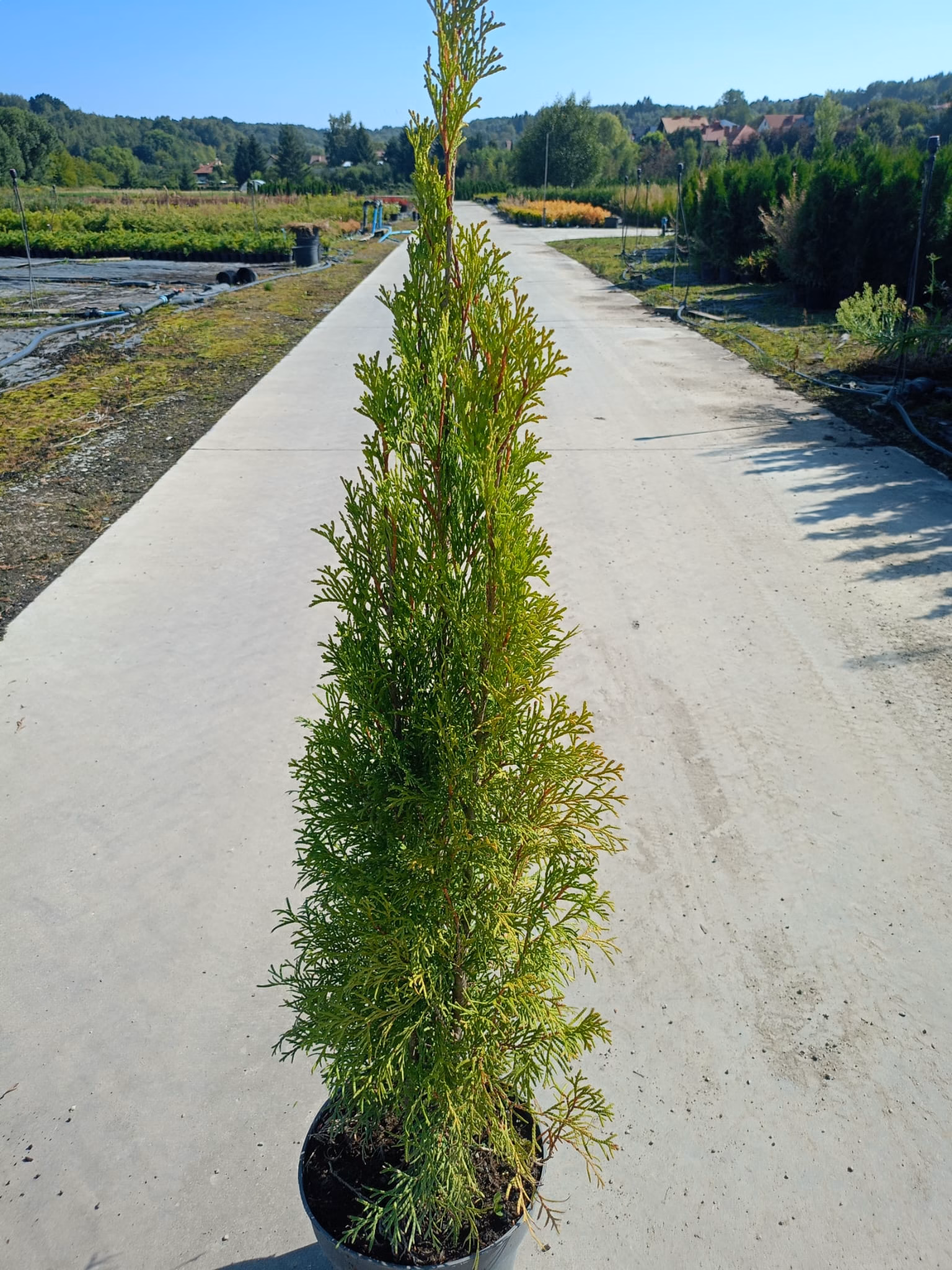 smaragd c5a 100cm