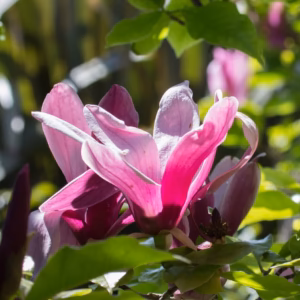 Magnolia 'Susan’ magnolia 'Susan’