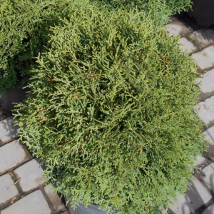 Thuja occidentalis 'Tiny Tim' żywotnik zachodni 'Tiny Tim'