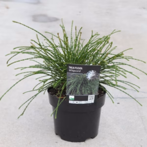 Thuja plicata 'Whipcord' żywotnik olbrzymi 'Whipcord'
