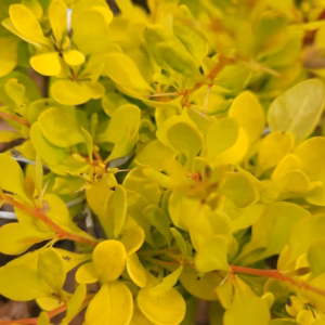 Berberis thunbergii 'Tiny Gold' PBR berberys Thunberga 'Tiny Gold’