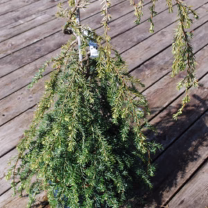 Tsuga canadensis 'Pendula' choina kanadyjska 'Pendula'