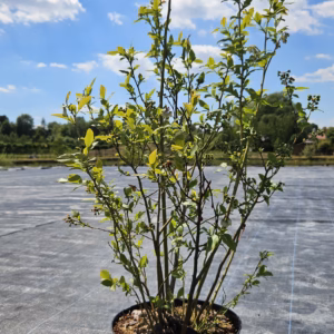 Vaccinium corymbosum 'Duke’ borówka wysoka 'Duke’