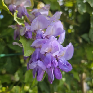 Wisteria sinensis 'Prolific' glicynia chińska 'Prolific'