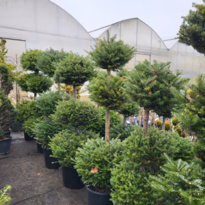 Abies koreana jodła koreańska bonsai (wys. 100-120 cm) 1-10 kul