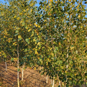 Betula utilis 'Doorenbos’ brzoza pożyteczna 'Doorenbos’ (obw. pnia 6-8 cm)