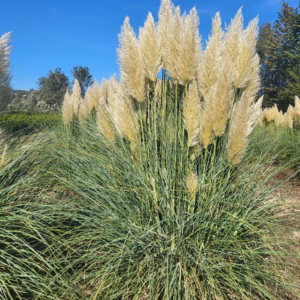 Cortaderia selloana 'Pumilla’ trawa pampasowa 'Pumilla’