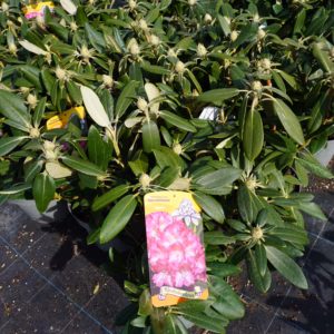 Rhododendron MIX C4 4L