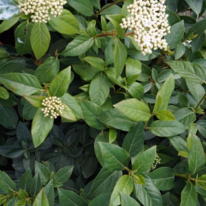 Viburnum plicatum 'Rotundifolium' PBR kalina japońska 'Rotundifolium'