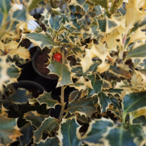 Ilex x altaclerensis 'Golden Engel' ostrokrzew kolczasty 'Golden Engel'