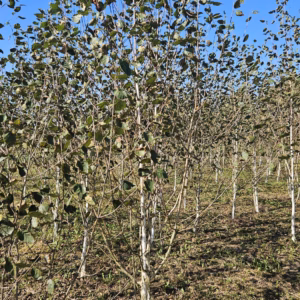 Betula utilis 'Doorenbos’ brzoza pożyteczna 'Doorenbos’ (obw. pnia 4-6 cm)