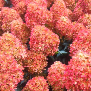 Hydrangea paniculata 'Bloody Marie' Hortensja bukietowa 'Bloody Marie'