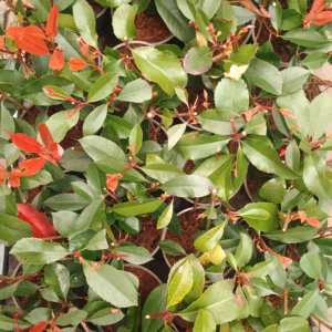 Photinia ×fraseri 'Red Robin' głogownik Frasera 'Red Robin'