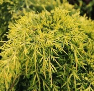 Juniperus chinensis 'Kuriwao Gold’ jałowiec chiński 'Kuriwao Gold’ (średnica 210 cm+) WYPRZEDAŻ