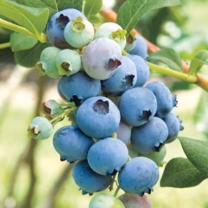 Vaccinium corymbosum 'Bluecrop’ borówka wysoka 'Bluecrop’
