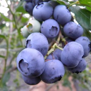 Vaccinium corymbosum 'Duke’ borówka wysoka 'Duke’