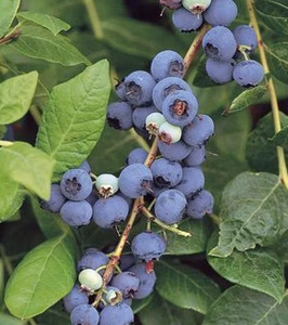 Vaccinium corymbosum 'Elliot' borówka wysoka 'Elliot'